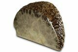 Free-Standing, Petoskey Stone (Fossil Coral) Section - Michigan #356999-2